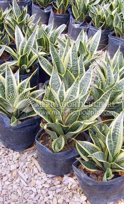 Sansevieria superba